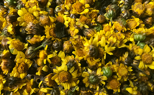 農(nóng)場胎菊小菊花野菊花烘干